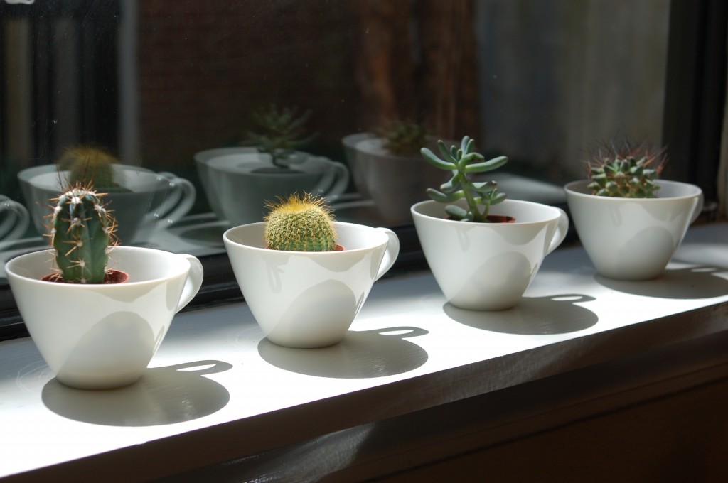 Teacup Cactus Garden