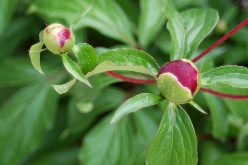 Peony buds