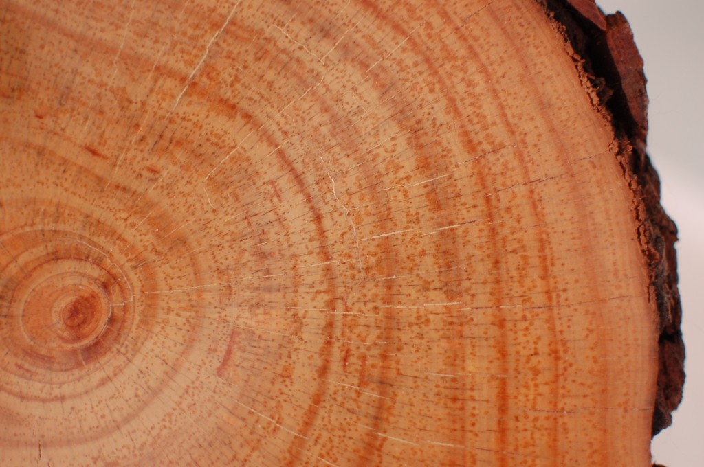 Tree rings