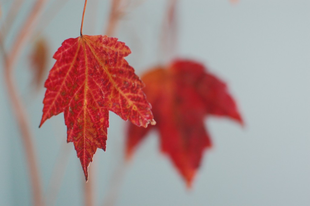 Red leaves