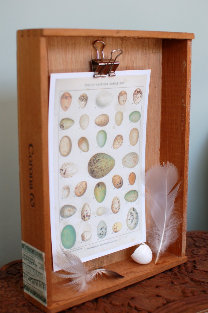 Egg and feather shadowbox