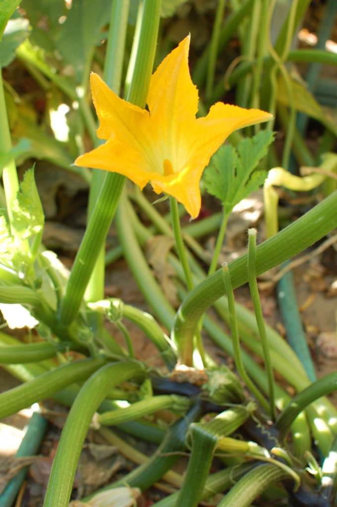 Male flower