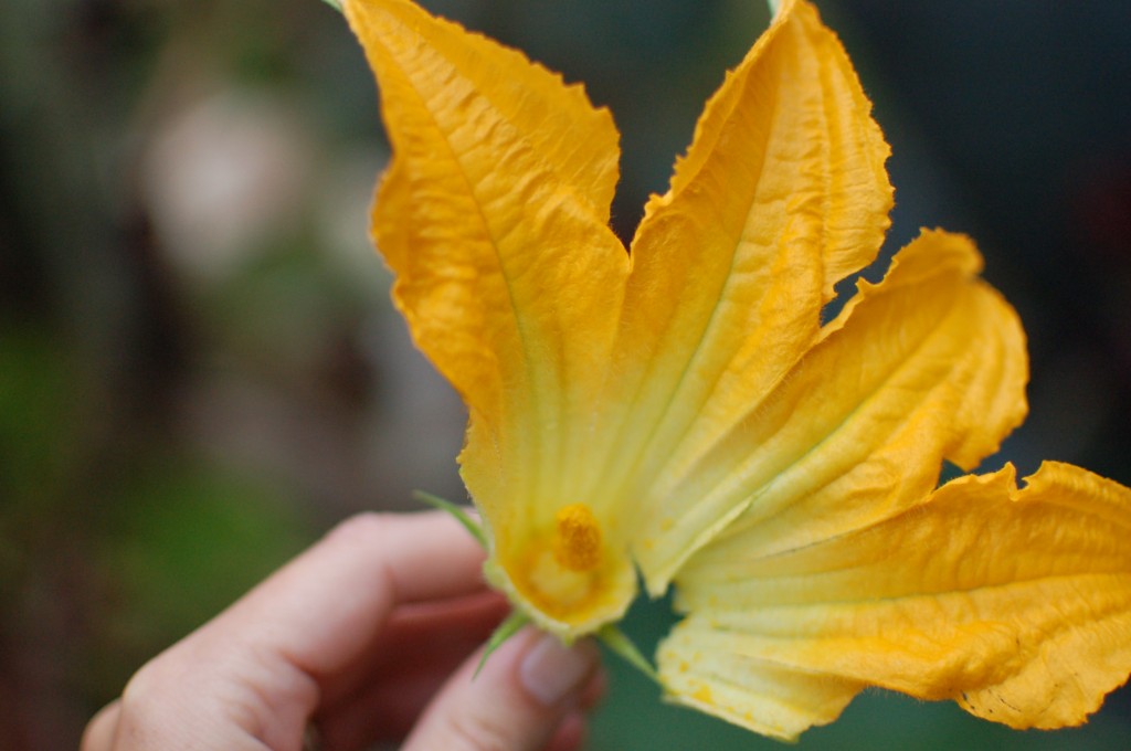 Peeling off the petals