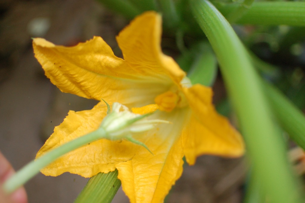 Pollinating the zucchini flower