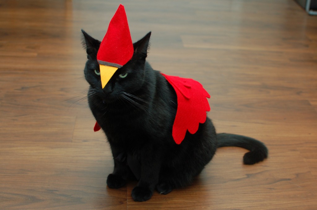 Angry Cardinal cat