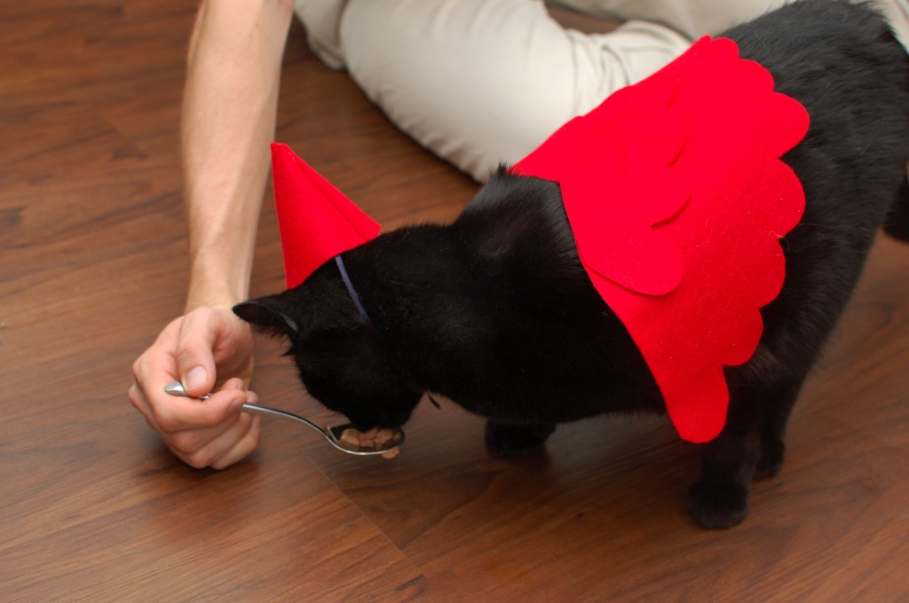 Trick or treating kitty