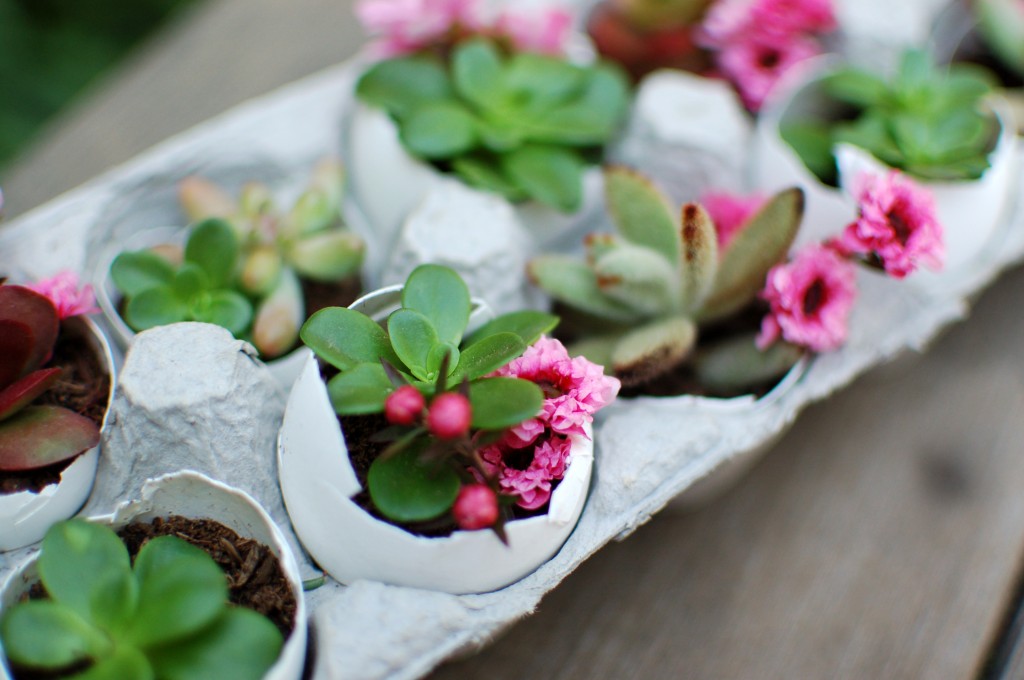 Egg carton planter