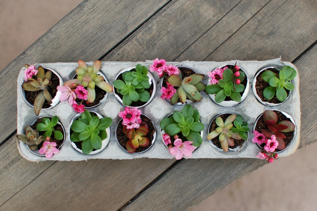 Succulents in egg shells