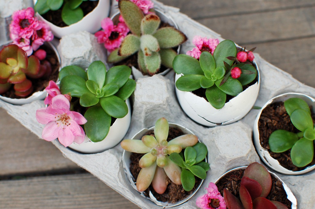 Egg shell planter