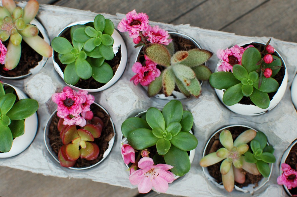 Succulents in egg shells