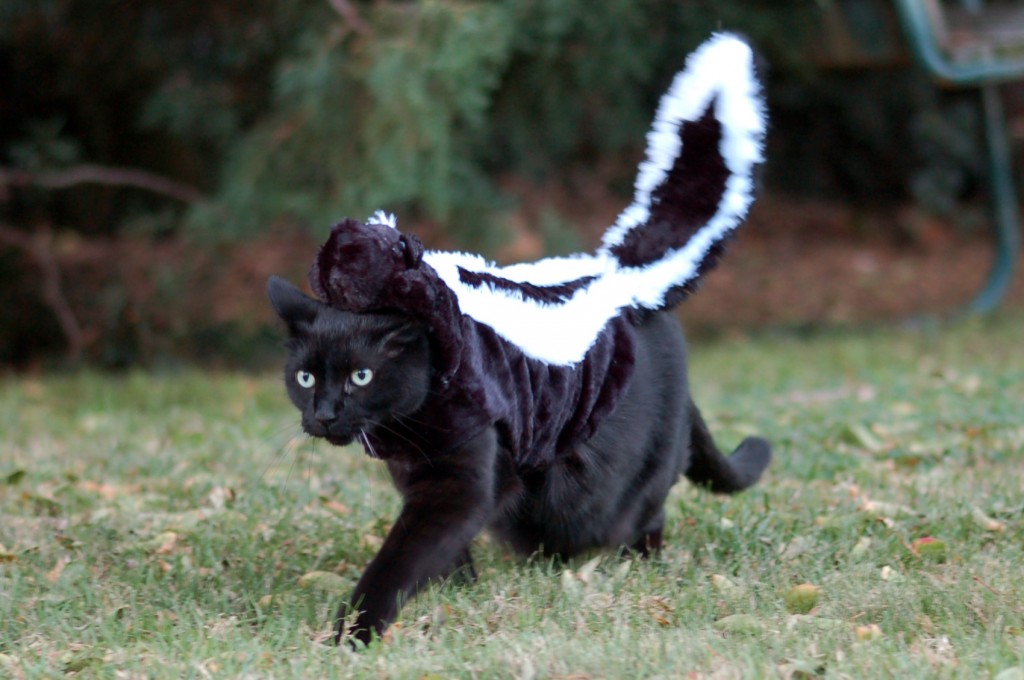 Cat in a skunk costume