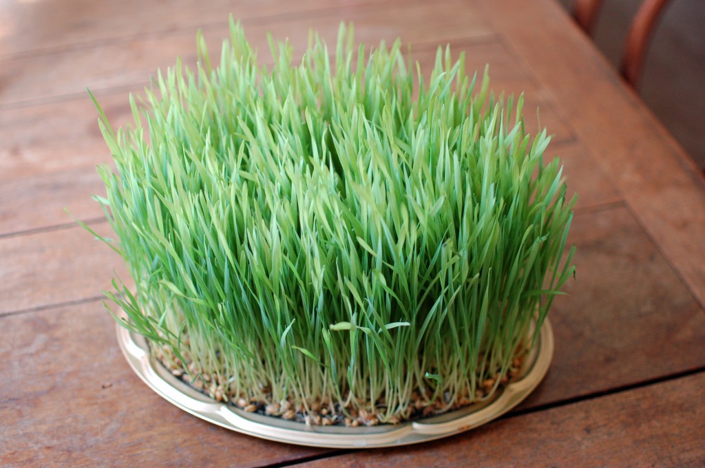 12-day-old Wheatgrass